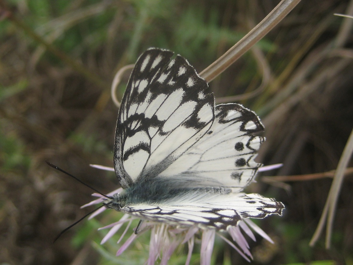 Melanargia pherusa femmina? - S